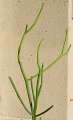 Euphorbia Tirucalli 1103r