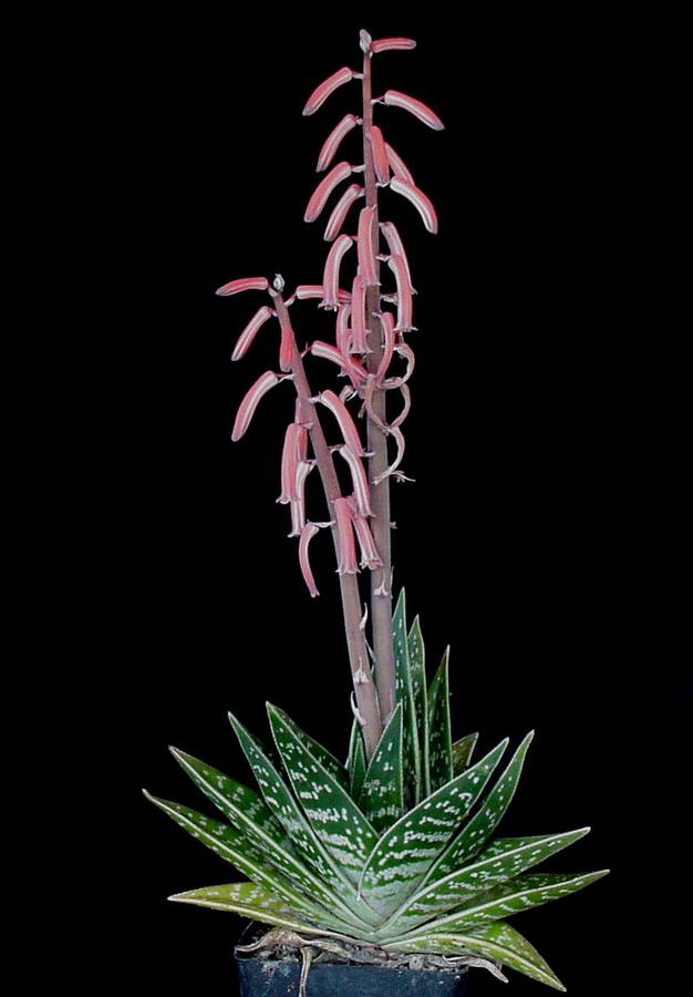 Aloe variegata