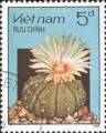 timbre succulent