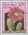 timbre succulent