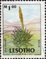 timbre succulent