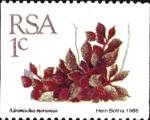 timbre succulent