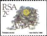 timbre succulent