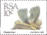 timbre succulent