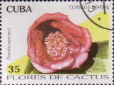 timbre succulent