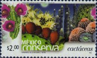 timbre succulent