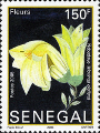 timbre succulent