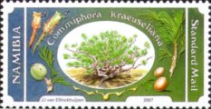 timbre succulent