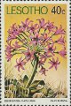 timbre succulent