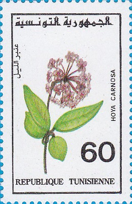 timbre succulent