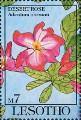 timbre succulent