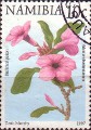 timbre succulent