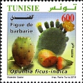 timbre succulent