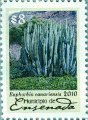 timbre succulent