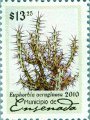 timbre succulent