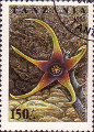 timbre succulent