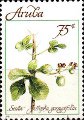 timbre succulent