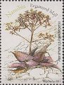 timbre succulent