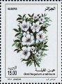 timbre succulent