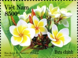 timbre succulent