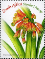 timbre succulent