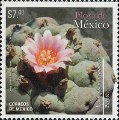 timbre succulent