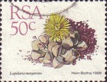 timbre succulent
