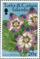 timbre succulent