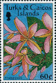 timbre succulent