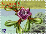 timbre succulent