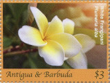 timbre succulent