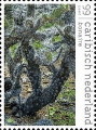 timbre succulent