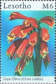 timbre succulent
