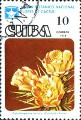 timbre succulent