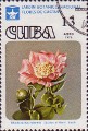 timbre succulent