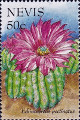 timbre succulent