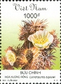 timbre succulent