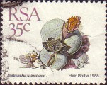 timbre succulent
