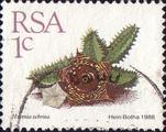 timbre succulent