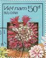 timbre succulent