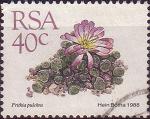 timbre succulent