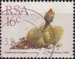 timbre succulent