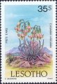 timbre succulent