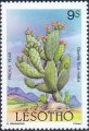 timbre succulent