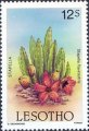 timbre succulent
