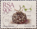 timbre succulent