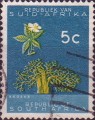 timbre succulent