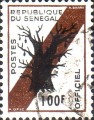 timbre succulent
