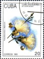 timbre succulent