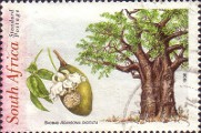 timbre succulent